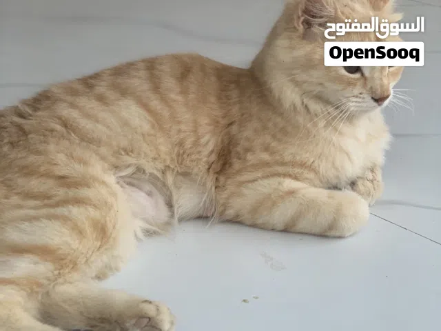 قطة وأبنائها