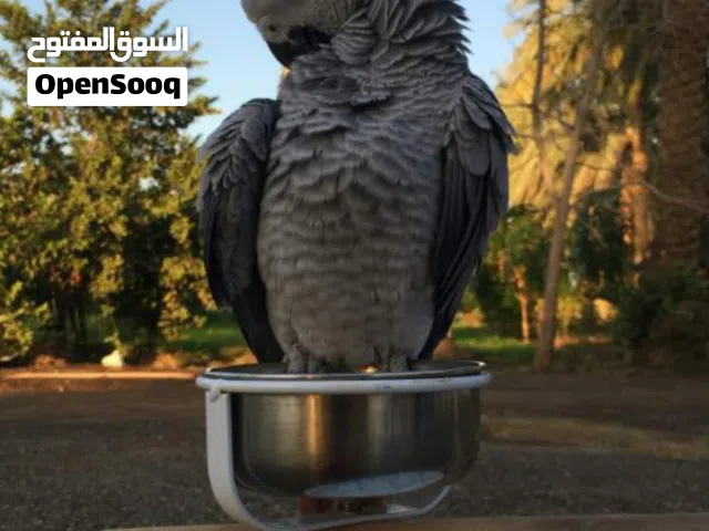 هل تبحث عن شي مميز؟