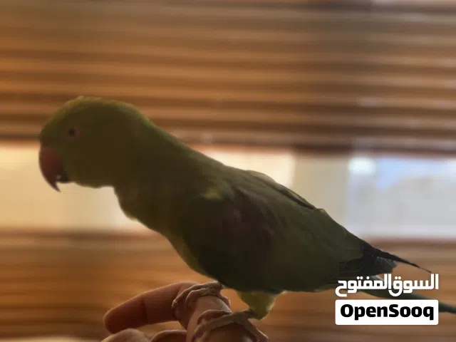 طائر درة اليف