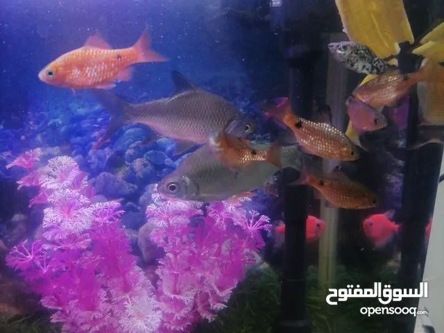 اريد سمك تبني