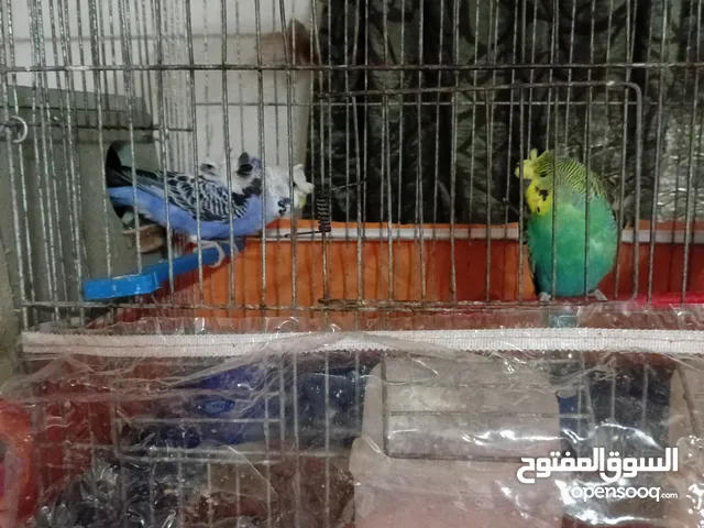 طيور حب مقرفلات جوز منتج