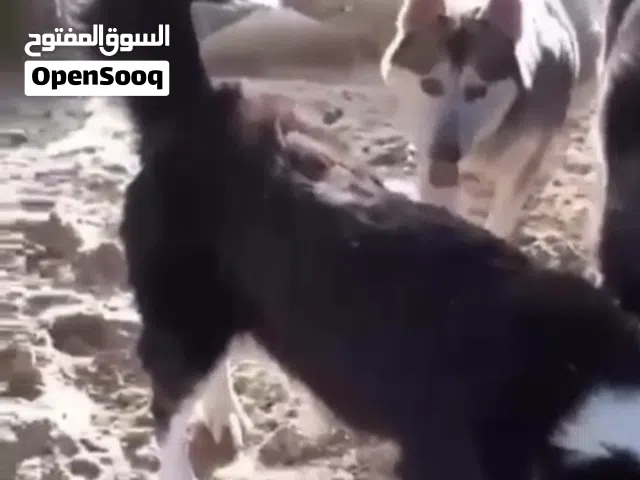 هاسكي اعمارهم سنتين و فوق