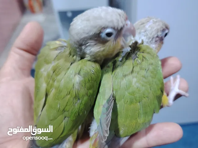 ببغاء كنيور انناس