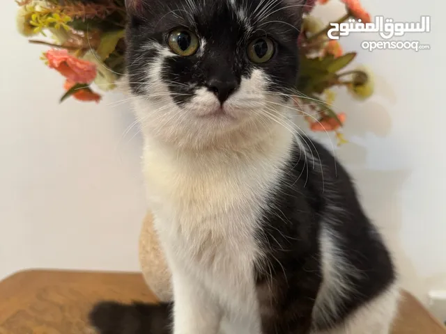 Free Kitten Adoption – 2 Adorable, Healthy Kittens Lookin for New Home