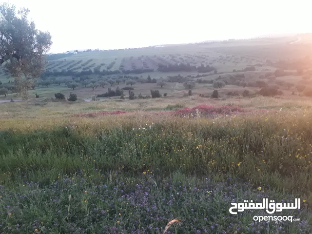 أرض فلاحية
