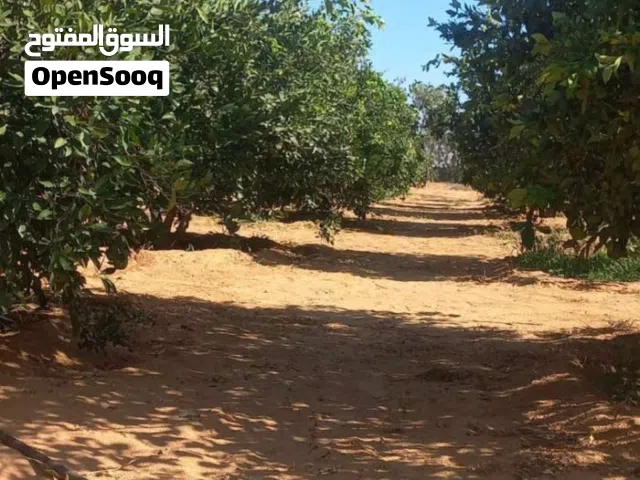 ارض للبيع من القرب من متلت القيو