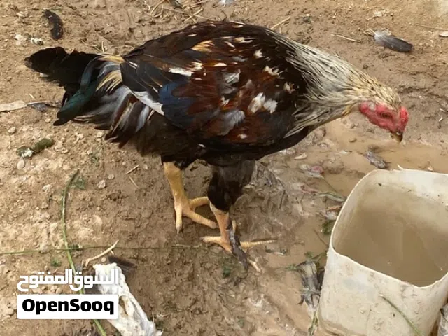 ديج كويتي ثنين  ديج عربي العدد واحد