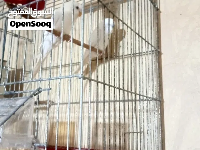 تبارك الرحمن ماشالله