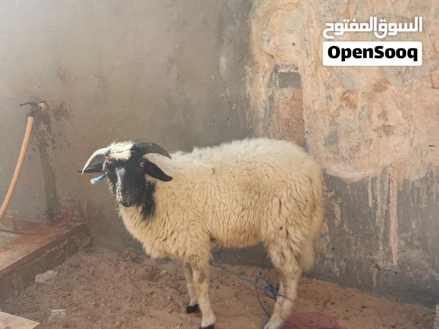 خروف مشالله