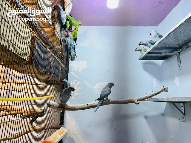 جواز درة شغالة للانتاج طفرات جميلة جداً