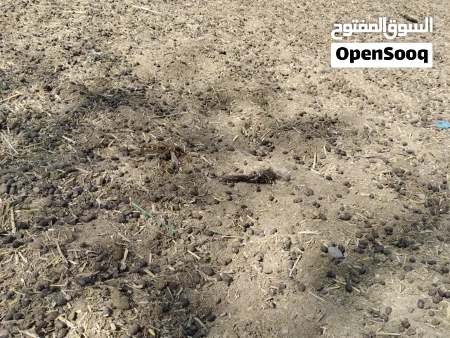 سماد جعد للبيع نظيف 800بيسة الجونية 50 كيلو