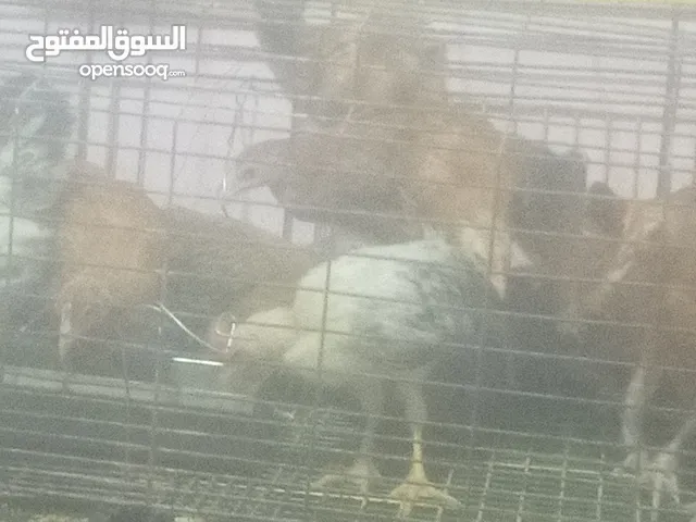 فراخ بلدي بط مس كوفي رومي بلدي فراخ بيور فراخ فيومي