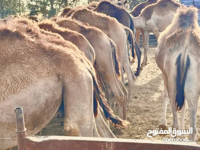 قعدان للبيع