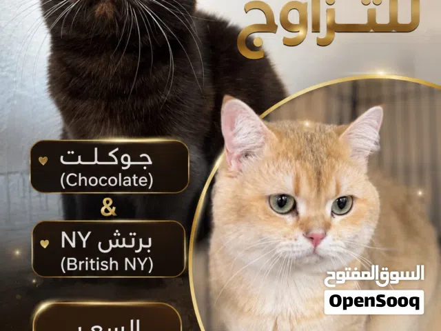 قطط للتزاوج