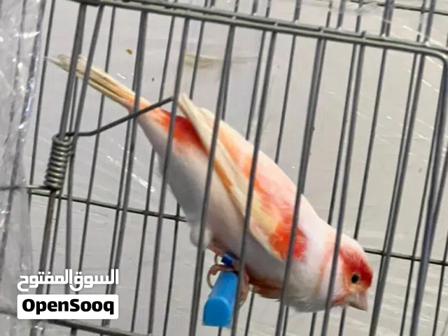 دكر موزايك اوروبي الله ايبارك