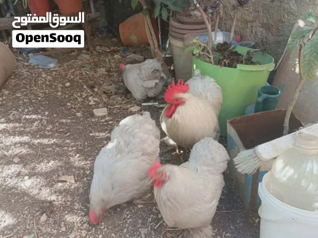 ديك و 3 جاجات كوشن بياضات