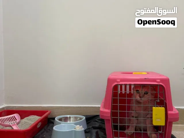 قطه سكوتش للبيع او للبدل بطيور مع البيت والحمام وبكس الاكل