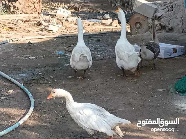 وز للبيع ت3نثايه وفحلين بياضات وحده منهن عاديه ولباقي
