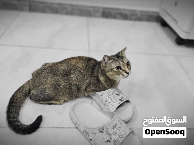 انثى سكوتش فولد مكس للتبني بعمر 4 شهور