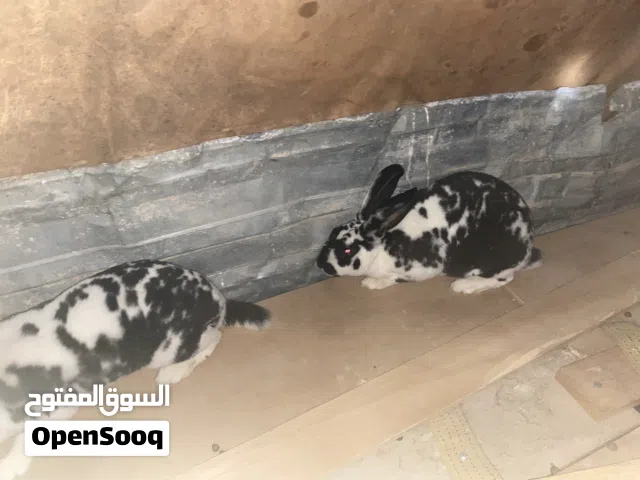 ارانب ريكس للبيع