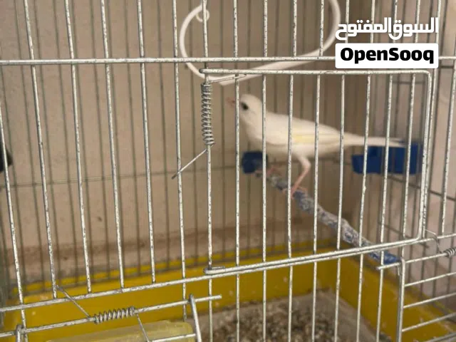 ذكر كناري ربي يبارك