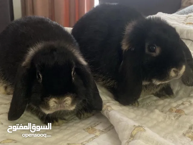 Adorable Holland Lop Bunnies- healthy homebred and happy