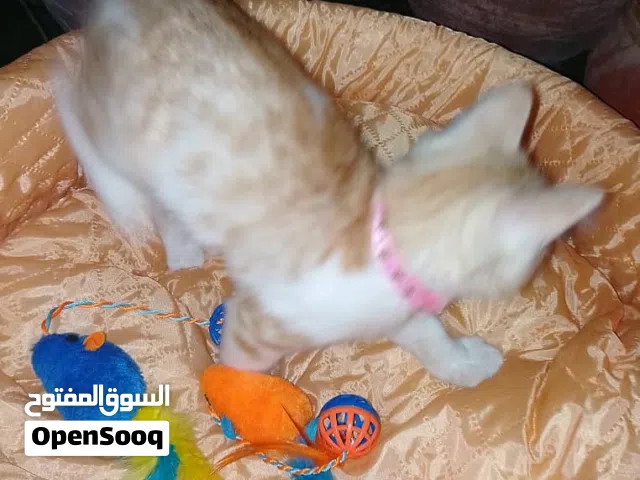 مستلزمات قطة للبيع