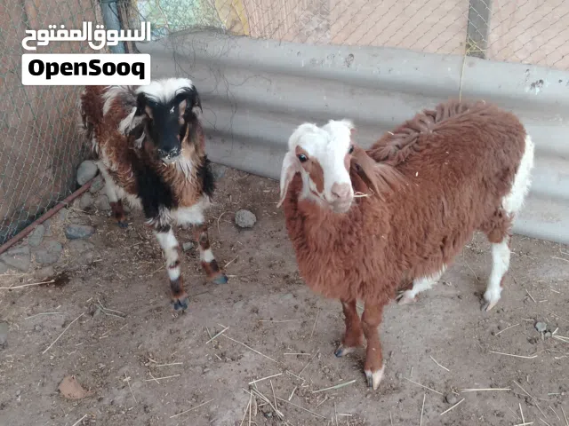 كباشة للبيع العمر 6 شهور