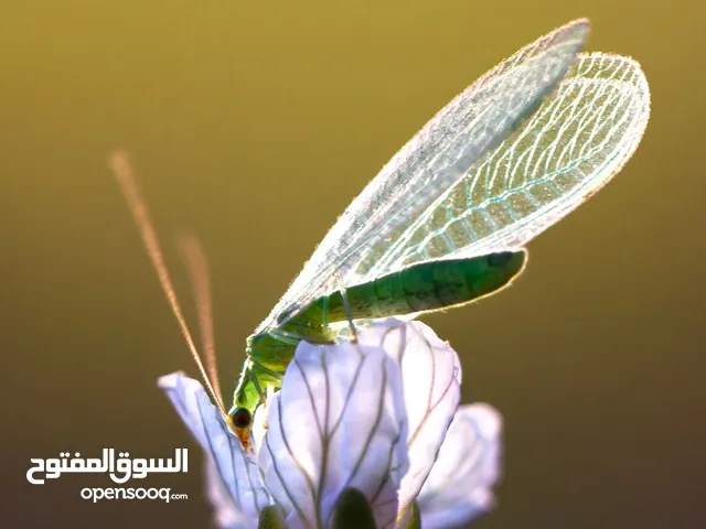 مطلوب فقاسه بسعر مناسب ونسبة تفقيس جيده  وقريبه علي