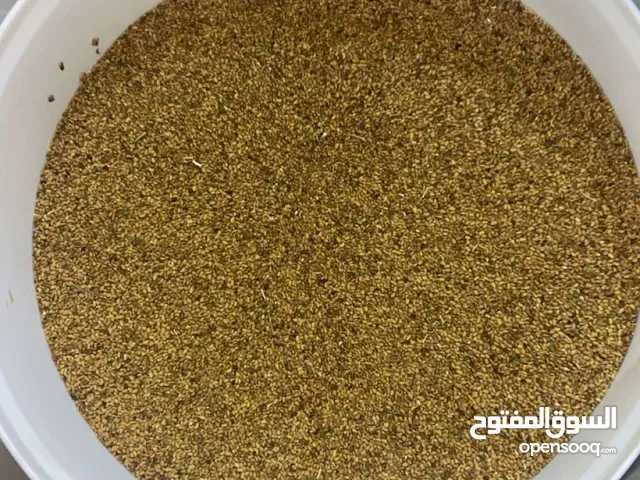 بذر قت عماني للبيع