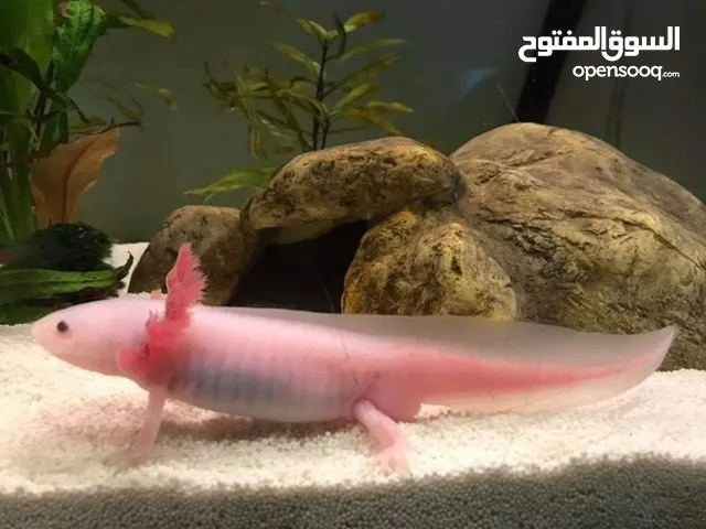 اكسلوتل أو عفريت الماء