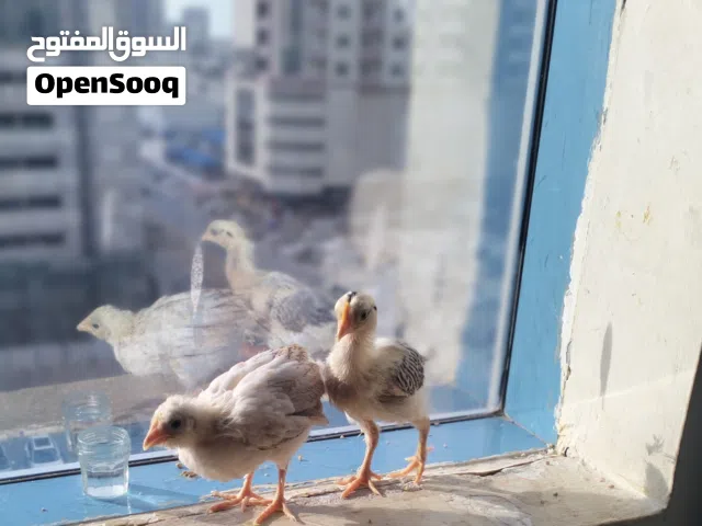 كتاكيت دجاج بلدى للبيع