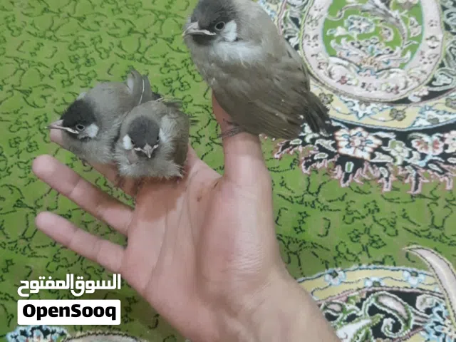طيور بلابيل