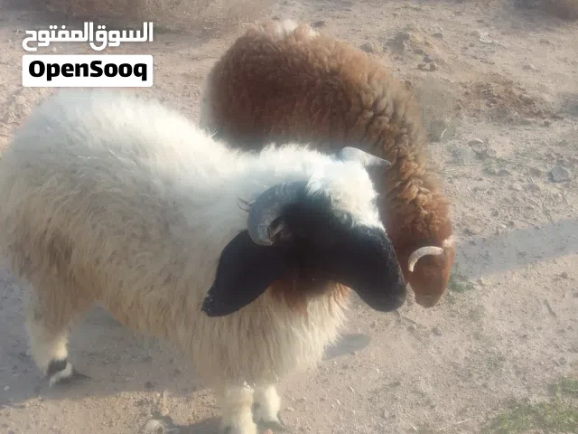 طليان اثنين افحلة ورجين اصغار بلعمر اسمان خير من اللة