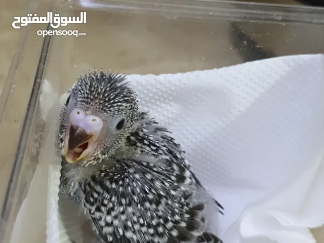 فرخ بادجي او فرخ كوكتيل هولندي زوج كناري اقفاص كل شي له سعر مجموعة اقفاص طيور وقطط التواصل للجادين