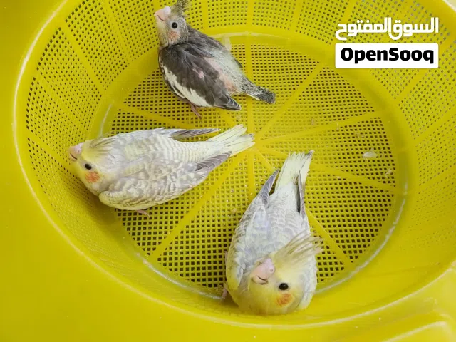 كوكتيل, 35