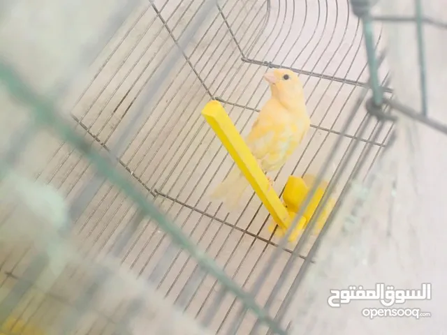 كناري للبيع