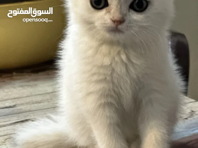قط سكوتش فولد للبيع(النجف)
