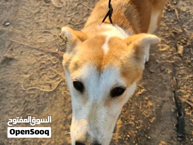 كلب اليف للبيع