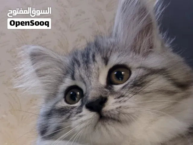 قطة شيرازي تايجر رصاصي بيور (أنثى عمر شهرين) في أربيل