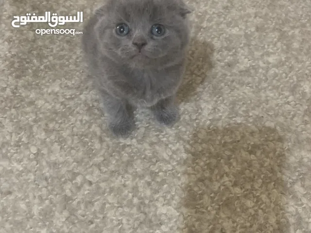 Scottish fold female