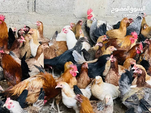 دجاج بلدي بياض