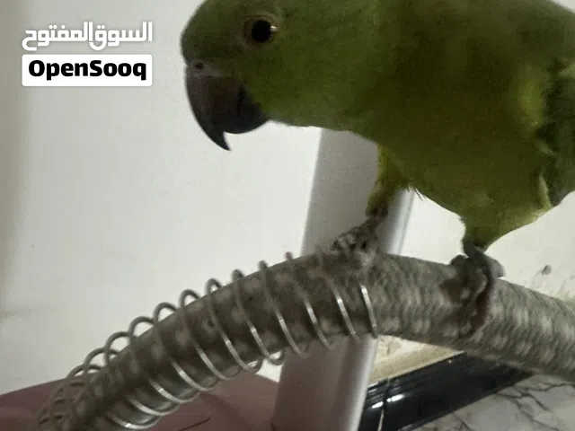 ببغاء دره عمر 4 شهور