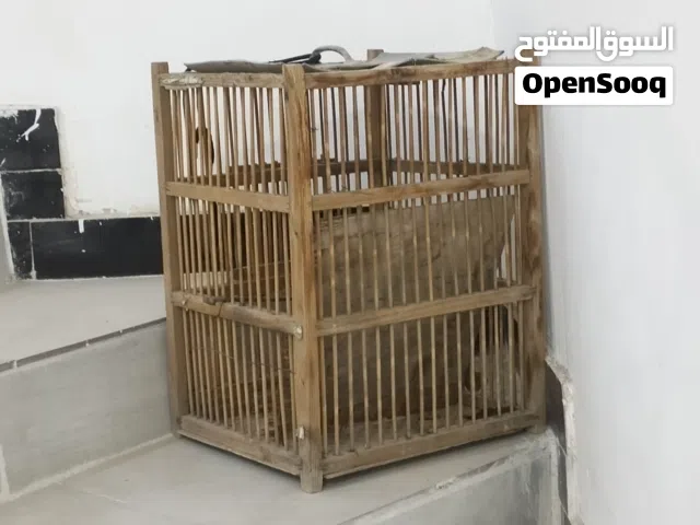 قفص بلبل نظيف