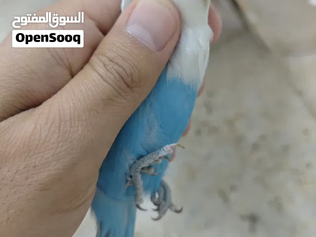 ذكر غندور فيشر اوبلاين بلو حلقه 2025 إنتاج عراقي