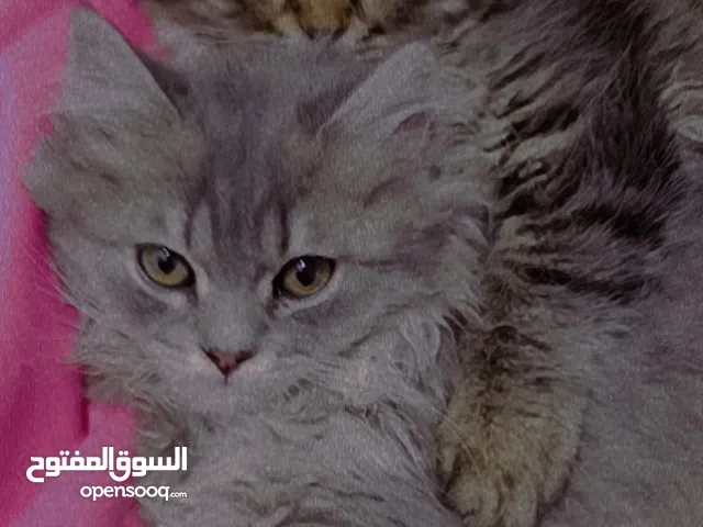 لمن يملك القدرة على العناية والاهتمام: 3 قطط سكوتش ذكور وقط شيرازي أنثى بصحة ممتازة جاهزين للتبنّي!!