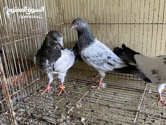 فروخ باكستاني كراسات 13 فرخ