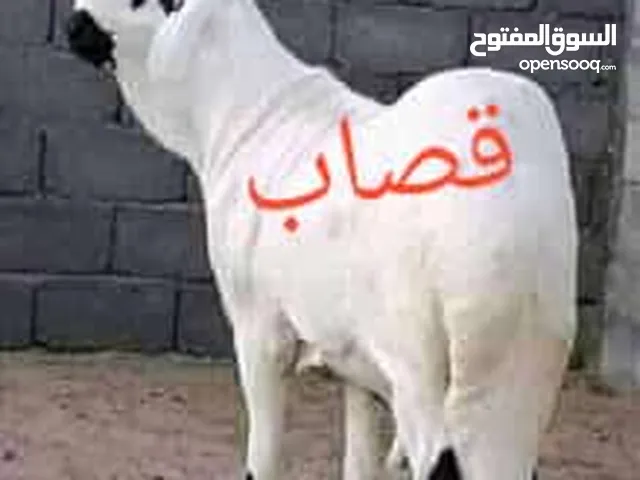 قصاب سوداني