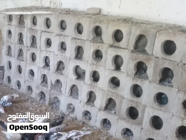 قنون حمام بلوك حجم كبير