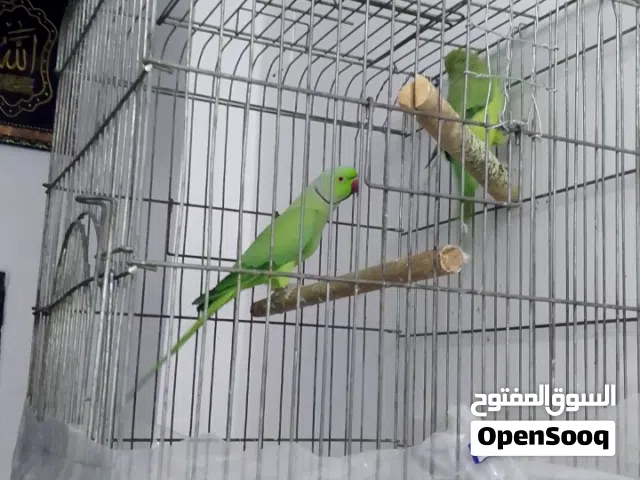 جوز دره شغال ميه ميه البيع